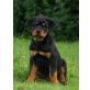Von der Schlossallee, Rottweiler Welpen - Rüde