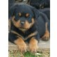 Von der Schlossallee, Rottweiler Welpen - Rüde