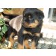 Von der Schlossallee, Rottweiler Welpen - Rüde