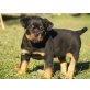 Von der Schlossallee, Rottweiler Welpen - Rüde