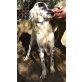 Voula, Setter-Mix - Hündin