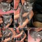 Vozki, super verschmust - Kater