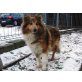 Vroni, Sheltie - Hündin