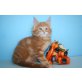 Vulcano A STAR COON, Maine Coon - Kater