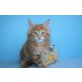 Vulcano, Maine Coon - Kater