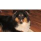Vulcano, Sheltie - Rüde