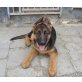 Vuls, Deutscher Schäferhund Welpen - Rüde
