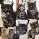 W-Wurf of Sherokee, Maine Coon - Kater