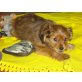 WALLY, Pflegestelle Niederösterreich, Dackel-Mix Welpen - Hündin