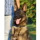 WANDA 5 Wendy, Pflegestelle Steiermark, wunderschöne, coole SCHÄFER-Mix - Hündin