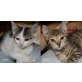 WANDA und WILBUR, Tierschutz - Katze