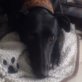 WASSER, Galga, bei Ausreise kastriert, ca. 2-4 Jahre  - Hündin