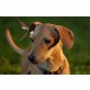 WEENA, Pinscher/Whippetmischling, Pflegestelle OÖ Welpen - Hündin