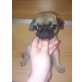 WEIBCHEN UND RÜDE, Mops Welpen - Hündin