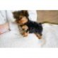 WEIBLICHE YORKIE kleine Tasche GRÖSSE VORHAND, Yorkshire Terrier - Rüde