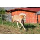 WELLENSTEIN, Haflinger - Hengst