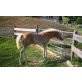 WELLENSTEIN, Haflinger - Hengst