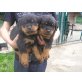 WELPEN MÄNNL., Rottweiler Welpen - Rüde
