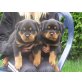 WELPEN MÄNNL.u,WEIBL., Rottweiler - Rüde