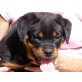 WELPEN MÄNNL.u,WEIBL., Rottweiler Welpen - Rüde