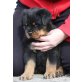 WELPEN, Rottweiler Welpen - Hündin