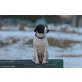 WENDY, Jack Russell Mischlingshündin - Hündin