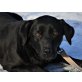 WENDY, Labrador Mischung - Hündin
