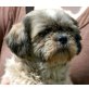 WENDY, Pflegestelle Tirol, Aufgewecktes kleines Bärchen :-) Shih Tzu - Hündin