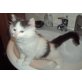 WER WILL MICH???, BKH_MIX - Katze