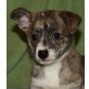WHITNEY, Pflegestelle Niederösterreich, Whippet-Mix Welpen - Hündin