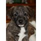 WHOOPI, Pflegestelle Niederösterreich, Whippet-Mix Welpen - Hündin