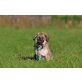 WHOOPIE, Sheltie Pinscher Mix Welpe Welpen - Hündin