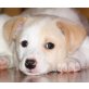 WICKIE, Pflegestelle Niederösterreich, Whippet-Mix Welpen - Rüde
