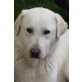 WIEGO - Pflegestelle Österreich, Labrador-Mix - Rüde