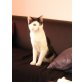 WIGIE, . - Kater