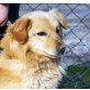 WILKO, Spitz/Spaniel/Dackelmixrüde kastriert - Rüde