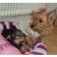 WILL MICH DEN KEINER???, Yorkshire Terrier Welpen - Rüde