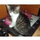 WILL MICH DENN KEINER???, Hauskatze Perser - Katze