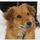 WILLI 8, Pflegestelle Niederösterreich, liebenswerter Spitz-Dackelmix - Rüde