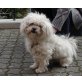 WILLI 9, Pflegestelle Wien, Bichon-Mix - Rüde