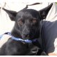 WILLIAM, Pflegestelle Linz/Leonding, Pinscher Dackel ev. Corgie - Rüde