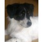 WILLOW 2 - Pflegestelle Österreich, Spaniel - Mix - Rüde