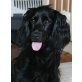 WILLOW 4, Spaniel-Dackel - Hündin