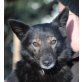 WILMA 2, Pflegestelle Nähe St.Pölten, Deutscher Schäferhund - Rüde