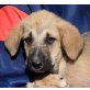 WILSON - Ubeda, Herdenschutzhund-Mix - unkastriert Welpen - Rüde