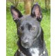 WIM - Pflegestelle Steiermark, zuckersüßer, aufgeweckter BASENJI-Mix - Rüde