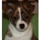 WINNETOU, Pflegestelle Niederösterreich, Whippet-Mix Welpen - Rüde