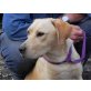WINNIE, Pflegestelle Innsbruck, Labradormischling - Rüde