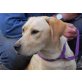 WINNIE, anhänglich und verträglich, Labradormix - Rüde