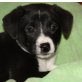 WINSTON, Pflegestelle Niederösterreich, Whippet-Mix Welpen - Rüde